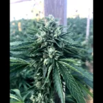 HUMBOLDT SEED ORGANIZATION - CINNAMON BUDDHA OG FEM