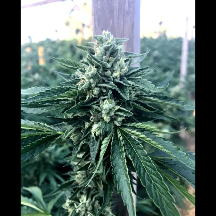 HUMBOLDT SEED ORGANIZATION - CINNAMON BUDDHA OG FEM - immagine 1