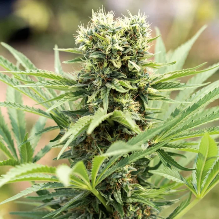 HUMBOLDT SEED ORGANIZATION - DEDOVERDE HAZE FEM - immagine 1