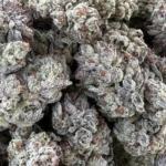 HUMBOLDT SEED ORGANISATION - DOUBLE FIRE HEADBAND FEM