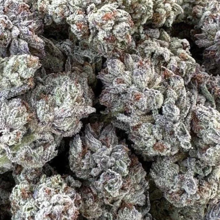HUMBOLDT SEED ORGANISATION - DOUBLE FIRE HEADBAND FEM – Image 1