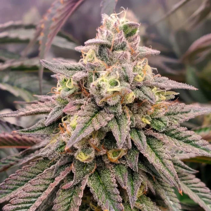 HUMBOLDT SEED ORGANIZATION - FORBIDDEN FRUIT FAST FLOWERING FEM - immagine 1