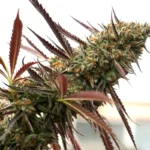 HUMBOLDT SEED ORGANIZATION - GHOST OF NYC FEM