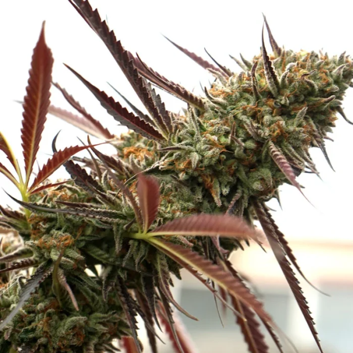HUMBOLDT SEED ORGANIZATION - GHOST OF NYC FEM - immagine 1