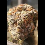 HUMBOLDT SEED ORGANIZATION - GHOSTSCOTTI REG
