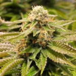 HUMBOLDT SEED ORGANISATION - GORILLA BREATH FEM