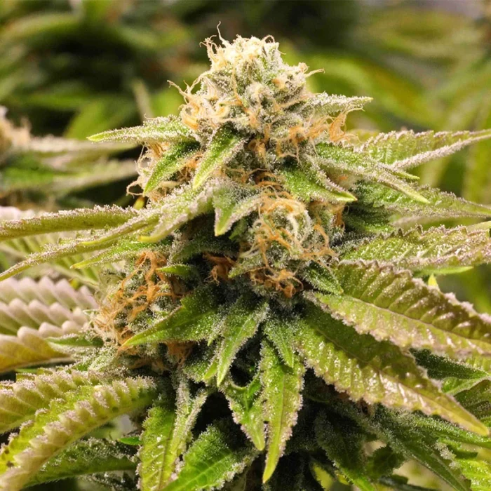 HUMBOLDT SEED ORGANISATION - GORILLA BREATH FEM – Image 1
