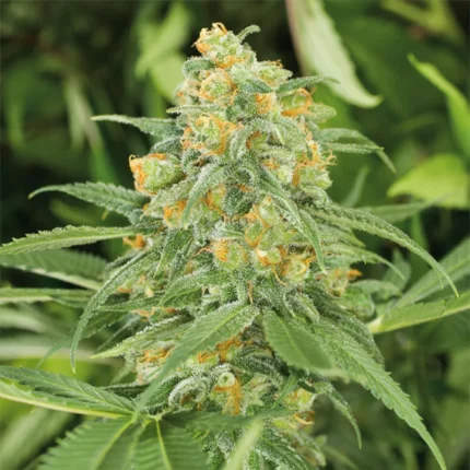 HUMBOLDT SEED ORGANISATION - GREEN CRACK 2.0 FEM
