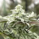 HUMBOLDT SEED ORGANIZATION - LEMON CITRON FEM