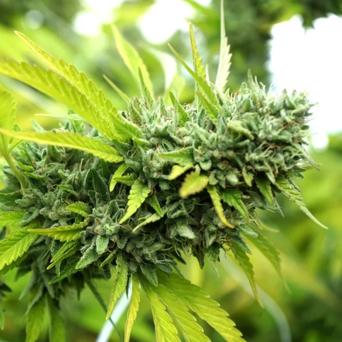 HUMBOLDT SAATGUT ORGANISATION - MANGO OG AUTO FEM – Bild 1
