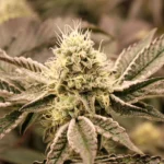 HUMBOLDT SEED ORGANISATION - MOUTH WASH FEM