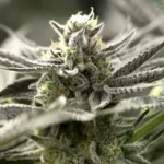 HUMBOLDT SAATGUT ORGANISATION - OGKZ AUTO FEM