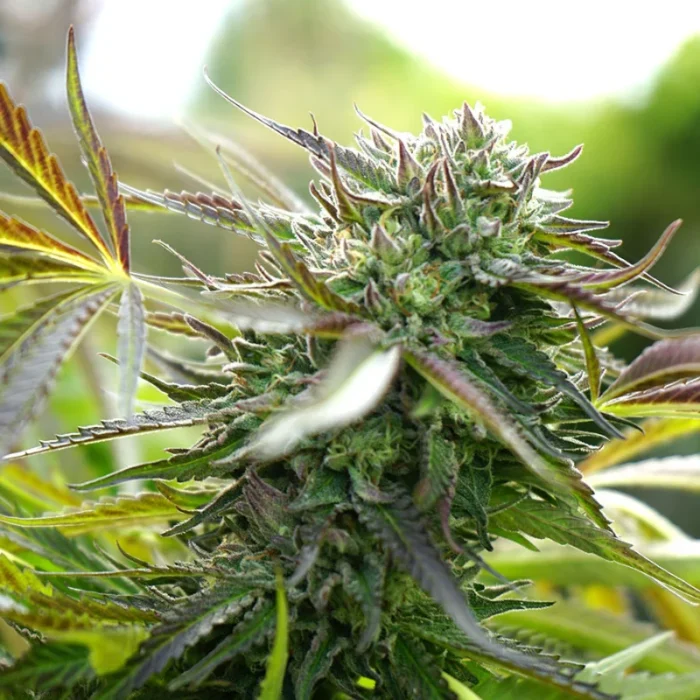 HUMBOLDT SEED ORGANIZATION - PINEAPPLE CHEM AUTO FEM – Bild 1