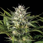 HUMBOLDT SEED ORGANISATION - PINEAPPLE SKUNK FEM