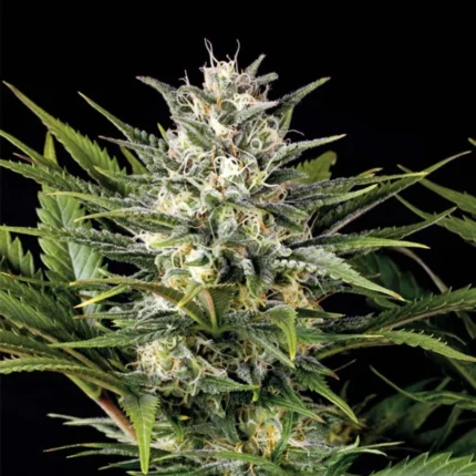 HUMBOLDT SEED ORGANIZATION - PINEAPPLE SKUNK FEM