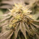 HUMBOLDT SEED ORGANISATION - SUNDOGZ FEM