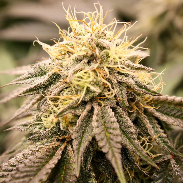 HUMBOLDT SEED ORGANISATION - SUNDOGZ FEM - Image 1