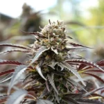 HUMBOLDT SEED ORGANISATION - WHITE RUNTZ FAST FLOWERING FEM