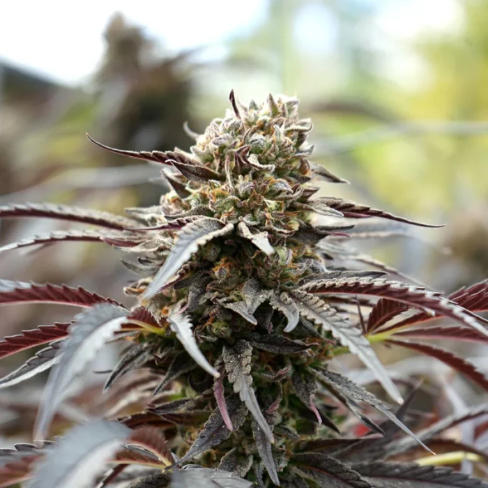 HUMBOLDT SEED ORGANISATION - WHITE RUNTZ FAST FLOWERING FEM – Bild 1