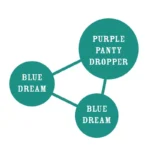 HUMBOLDT SEEDS COMPANY - HUMBOLDT DREAM FEM – Image 2