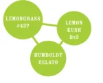 HUMBOLDT SEEDS COMPANY - LEMONGRASS FEM - Imagen 2