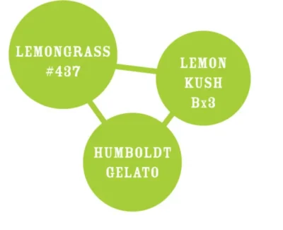 HUMBOLDT SEEDS COMPANY - LEMONGRASS FEM - immagine 2