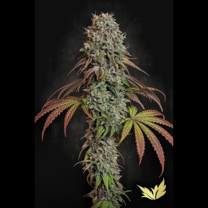 PARADISE SEEDS - BLUE GEM FEM - Image 1