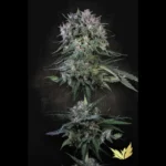 SEMILLAS PARADISE - DOPPLER FEM