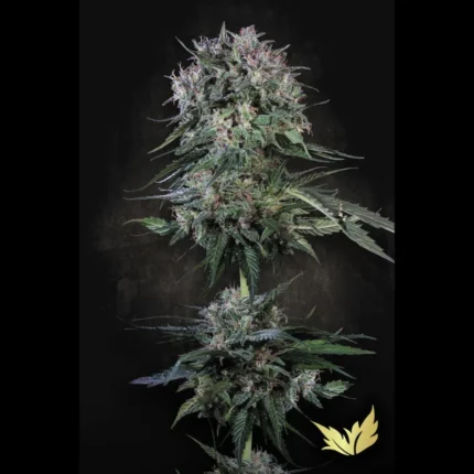GRAINES DE PARADIS - DOPPLER FEM