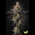 PARADISE SEEDS - GULUPA FEM