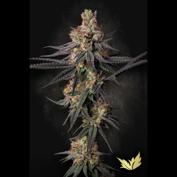 PARADISE SEEDS - GULUPA FEM - immagine 1