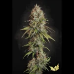 PARADISE SEEDS - AUTOPISTA 66 FEM