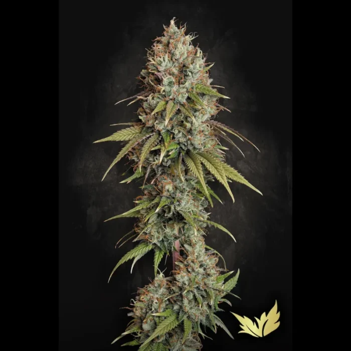 PARADISE SEEDS - AUTOPISTA 66 FEM - Imagen 1