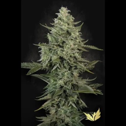 GRAINES DE PARADIS - MENDO CREME FEM