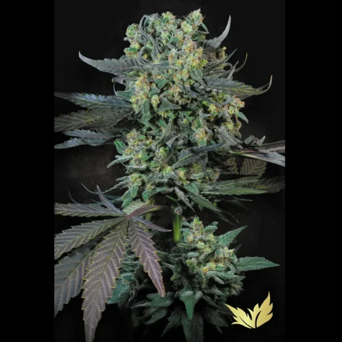 GRAINES DE PARADIS - MOMO FEM – Image 1