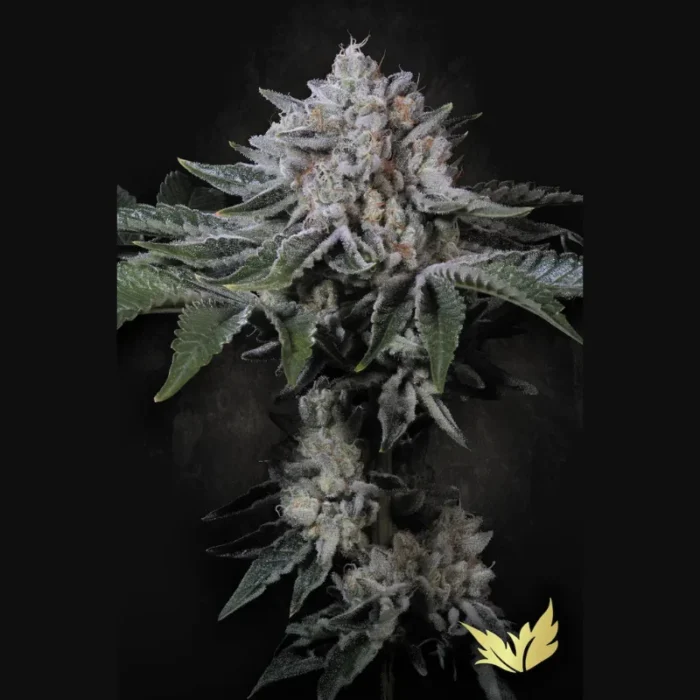 PARADISE SEEDS - PEACH FROSTING FEM – Image 1