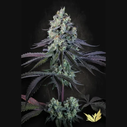 PARADISE SEEDS - PURPLE MINTS FEM