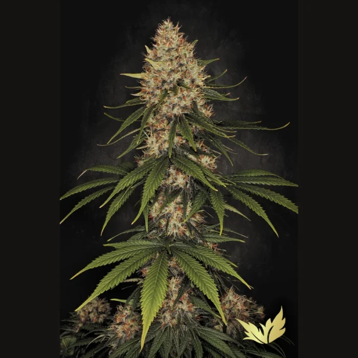 PARADISE SEEDS - SPACE COOKIES FEM - immagine 1
