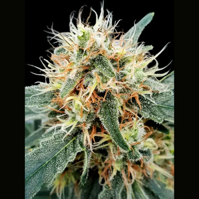 PARADISE SEEDS - STROMBOLI AUTO FEM - immagine 1