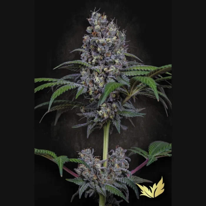PARADISE SEEDS - SWEETOPIA FEM - immagine 1