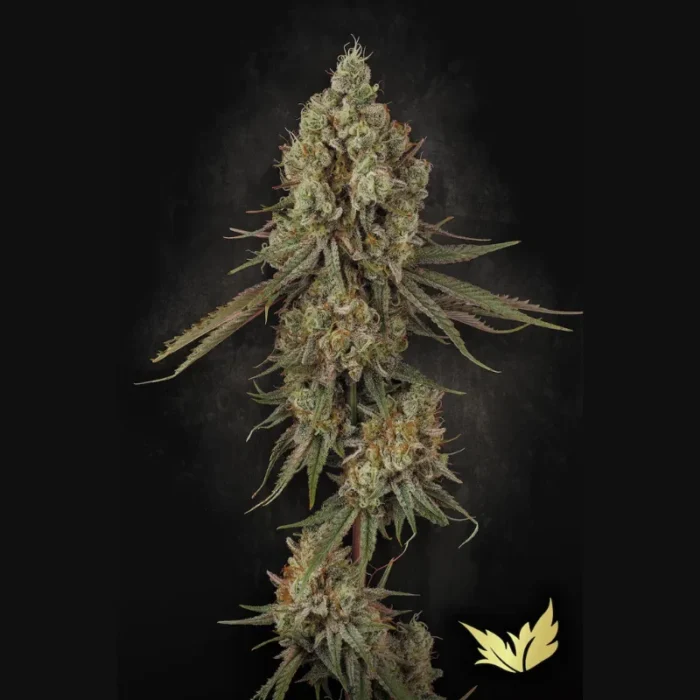 PARADISE SEEDS - TANGERINE SORBET FEM - immagine 1