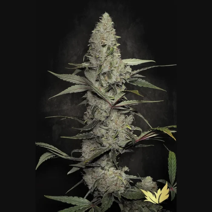 PARADISE SEEDS - WAPPA FEM - Image 1