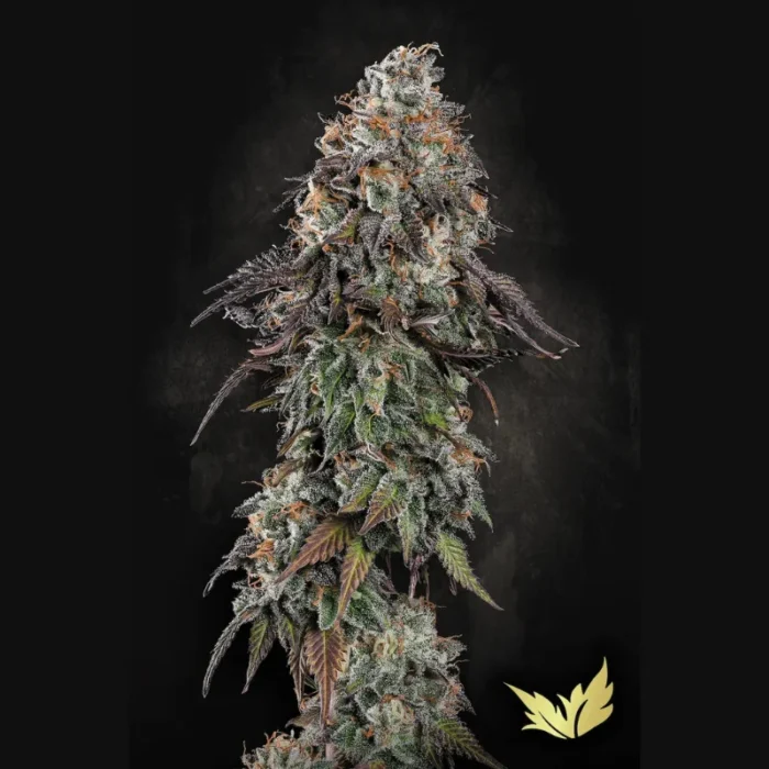 PARADISE SEEDS - WHITE NOISE FEM - immagine 1
