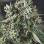 PYRAMID SEEDS - AUTO DO-SI-DOS FEM