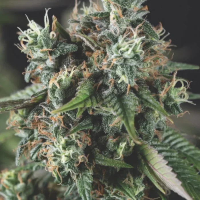 PYRAMID SEEDS - AUTO DO-SI-DOS FEM – Image 1