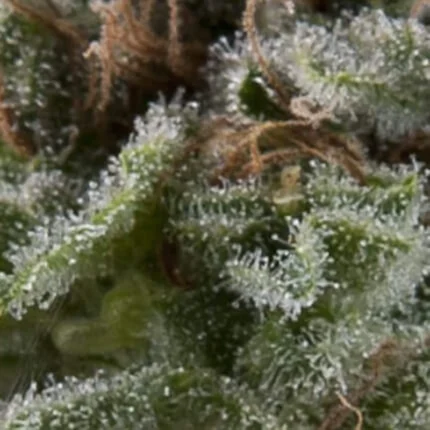 PYRAMID SEEDS - AUTO LENNON FEM