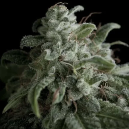 PYRAMID SEEDS - NEFERTITI FEM