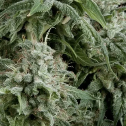 PYRAMID SEEDS - AUTO NORTHERN LIGHTS FEM