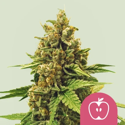 ROYAL QUEEN SEEDS - APPLE FRITTER FEM (USA PREMIUM)