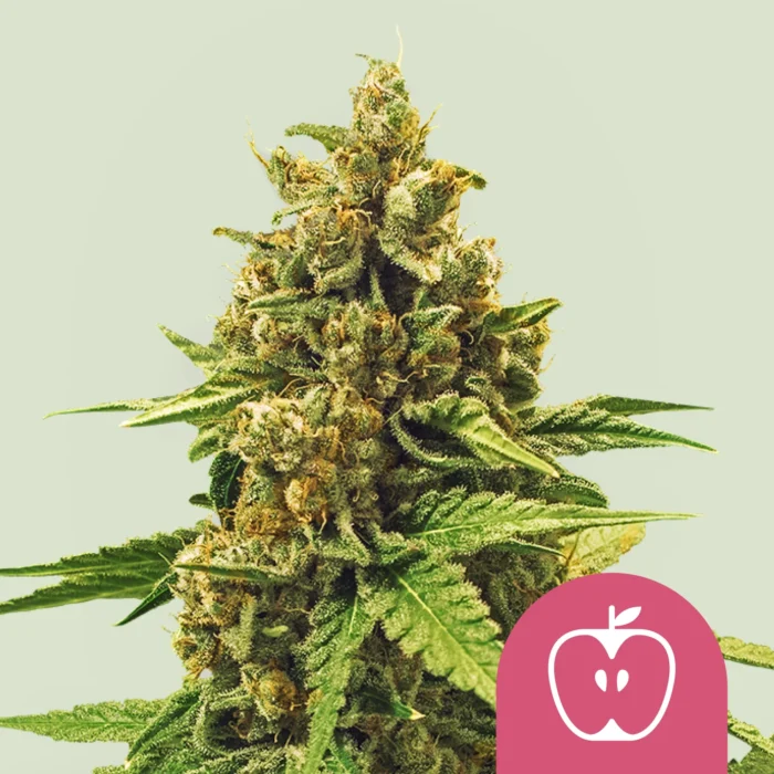 ROYAL QUEEN SEEDS - APPLE FRITTER FEM (USA PREMIUM) – Bild 1